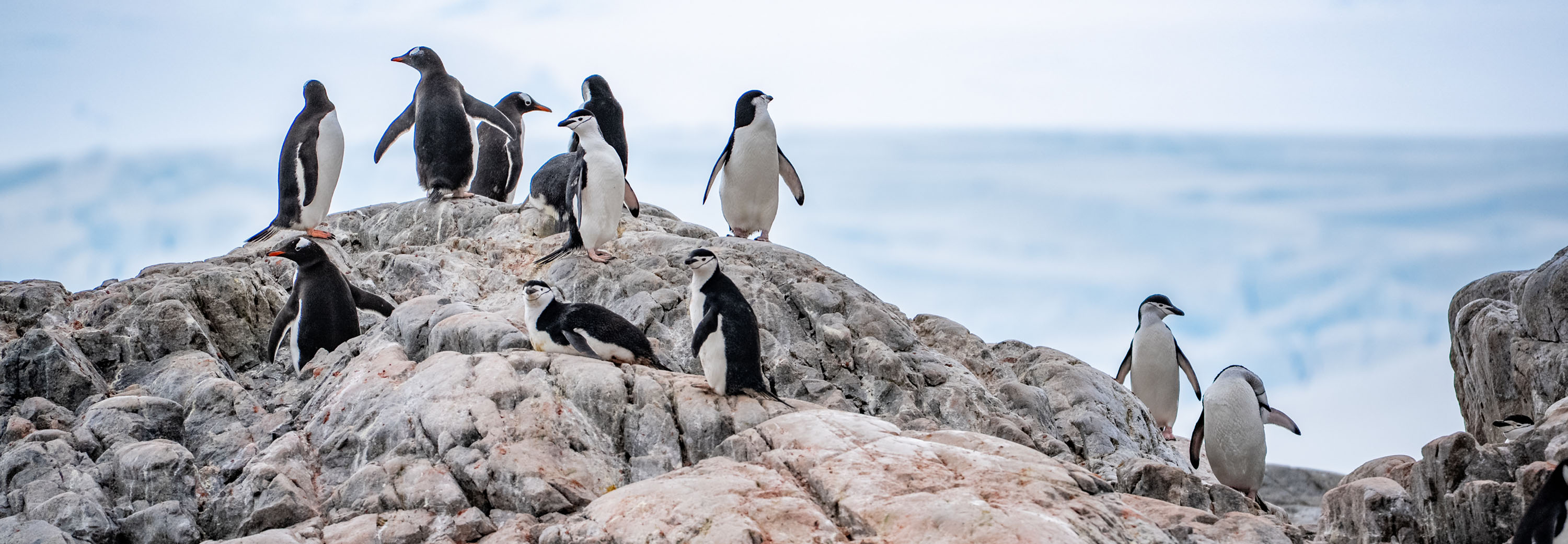 Penguins in Cierva Cove