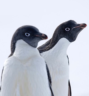 Adelie Penguins in Cape Denison, East Antarctica