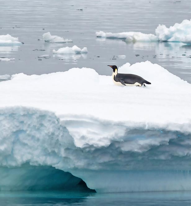 Emperor penguin in Cape Denison, East Antarctica