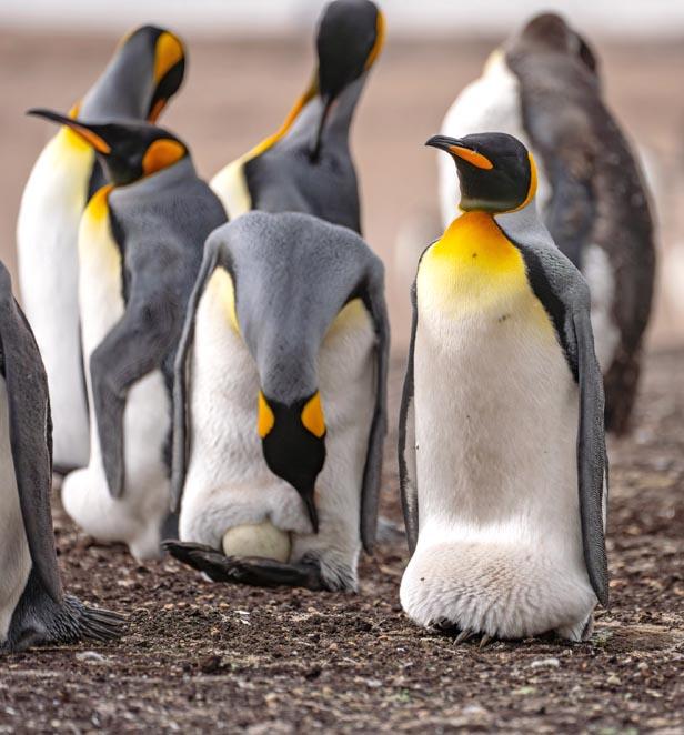 King Penguins in the Falklands