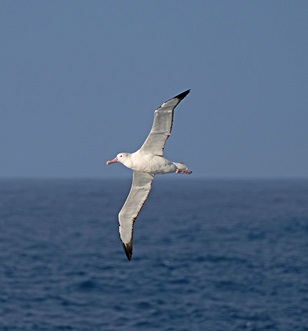 Albatross flying off Macquarie Island, East Antarctica