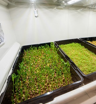 Herb garden on Scenic Eclipse