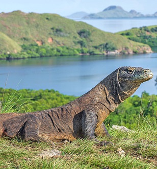 Komodo Dragons Komodo Islands