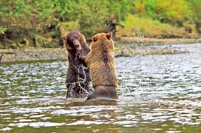 Grizzly bears play fighting