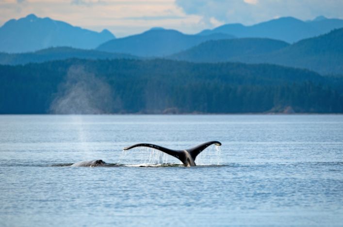 humpback breaching
