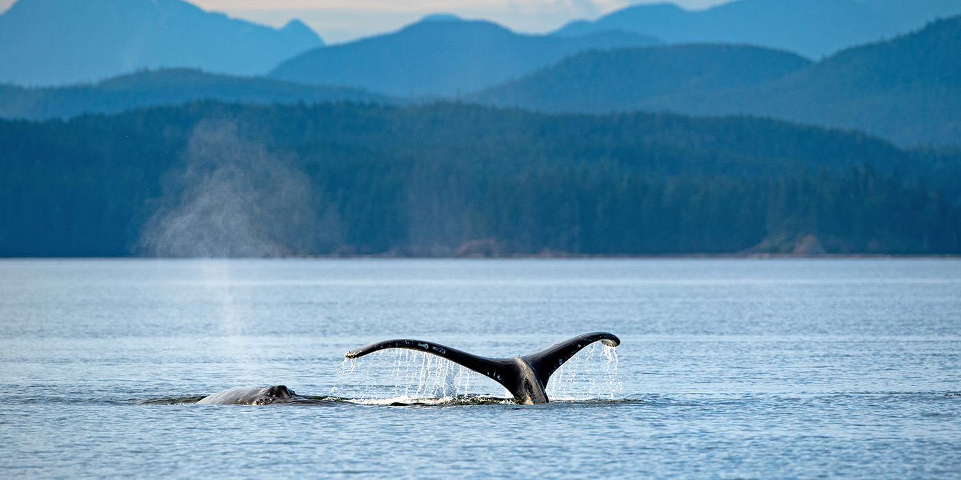 Humpback whale