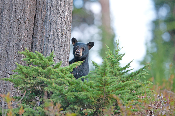 Black bear in whistler