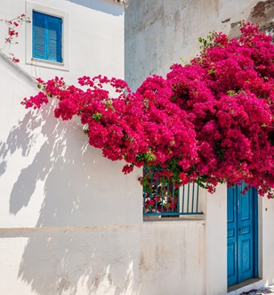 Spetses Greece Bougainvillea