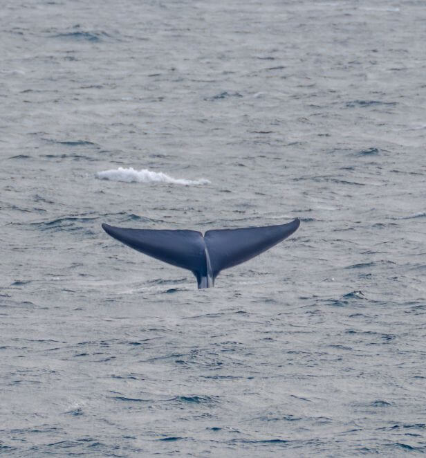 Blue whale tail above the ocean surface