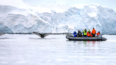 People in a Zodiac observing whales swimming nearby in a tranquil marine environment.